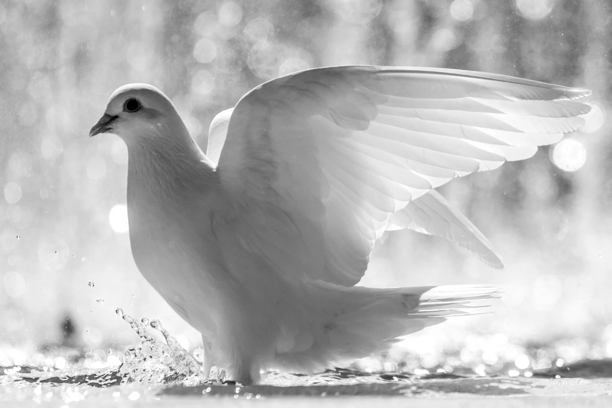 white-pigeon-317027.jpg