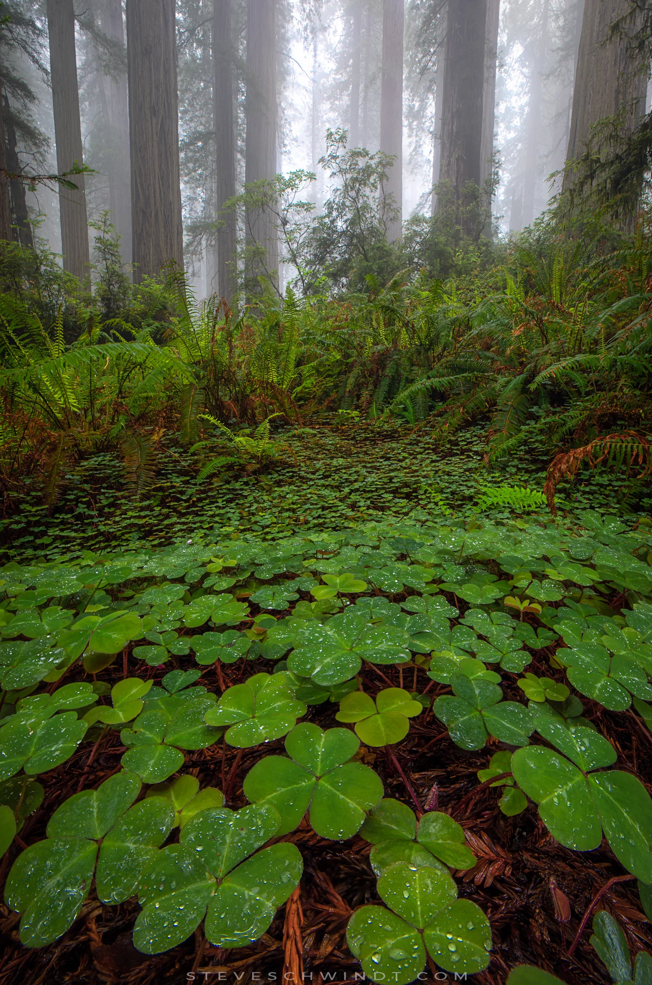 RedwoodsClovers-2000.jpg