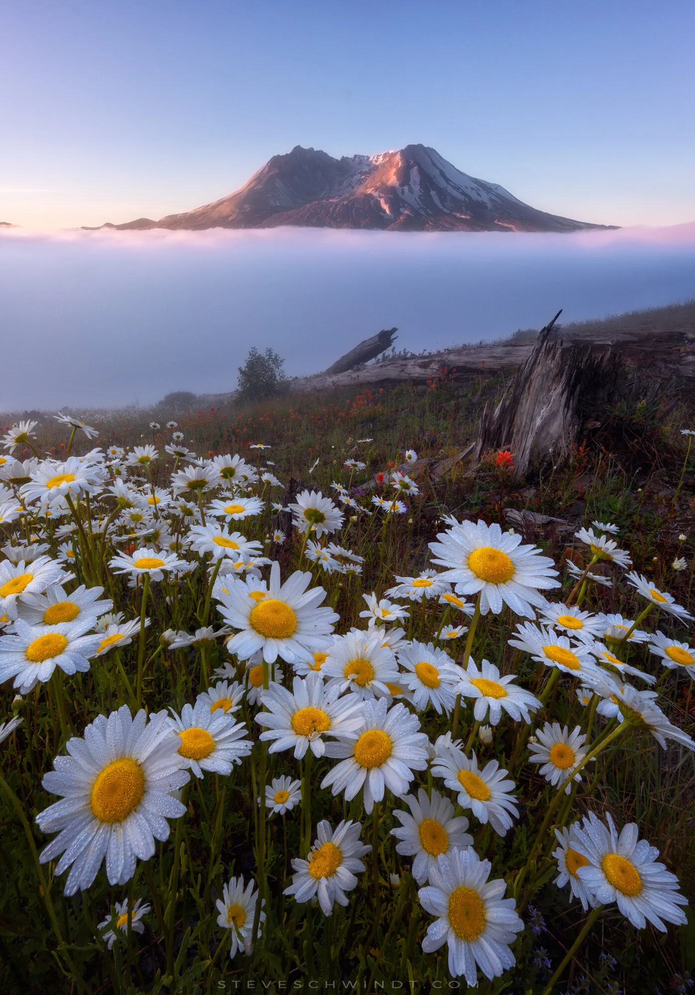 MountStHelensFogDaisies1-2000.jpg