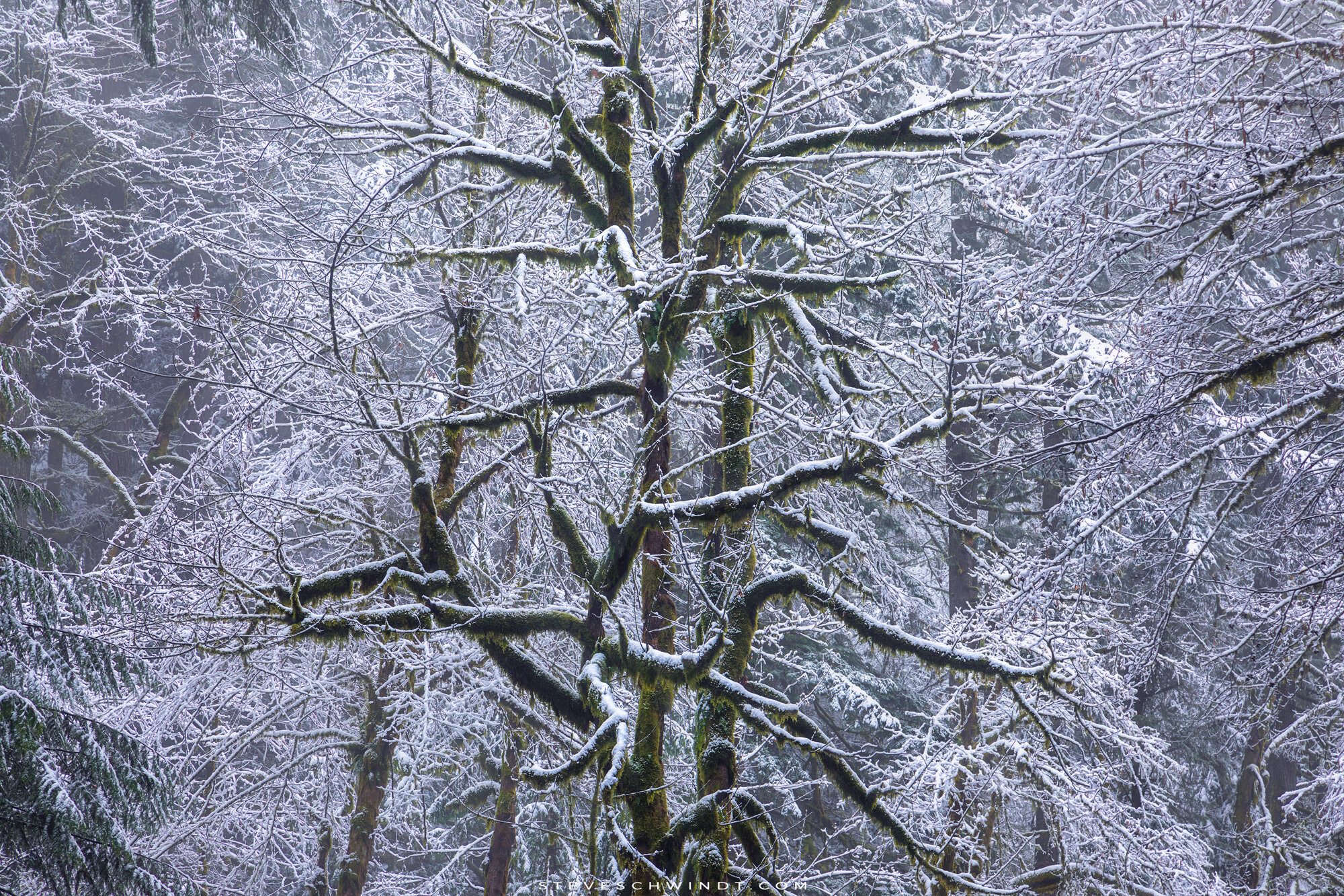 SnowyGorgeTrees-2000.jpg