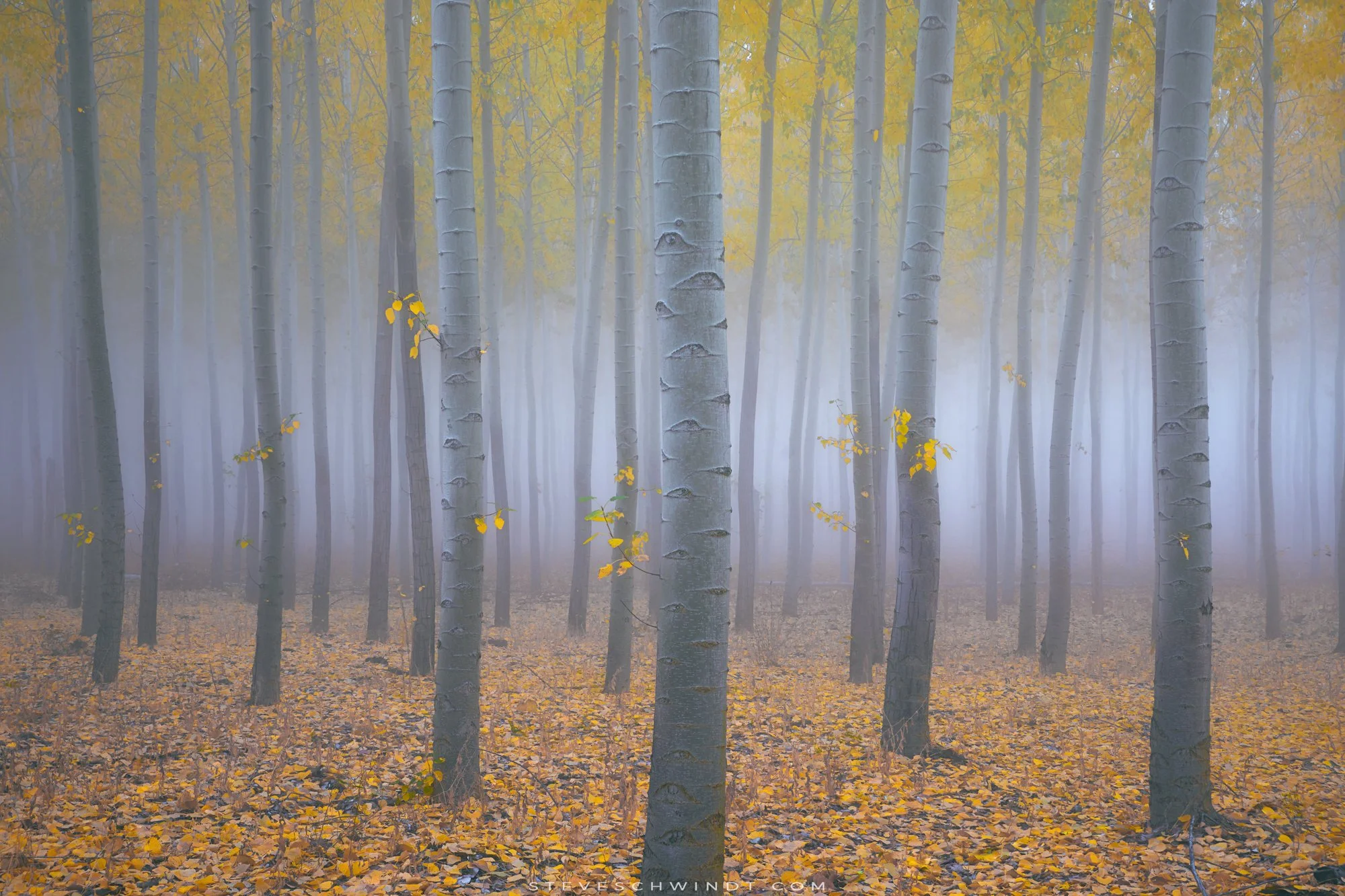 BoardmanFoggyFall1-2000.jpg