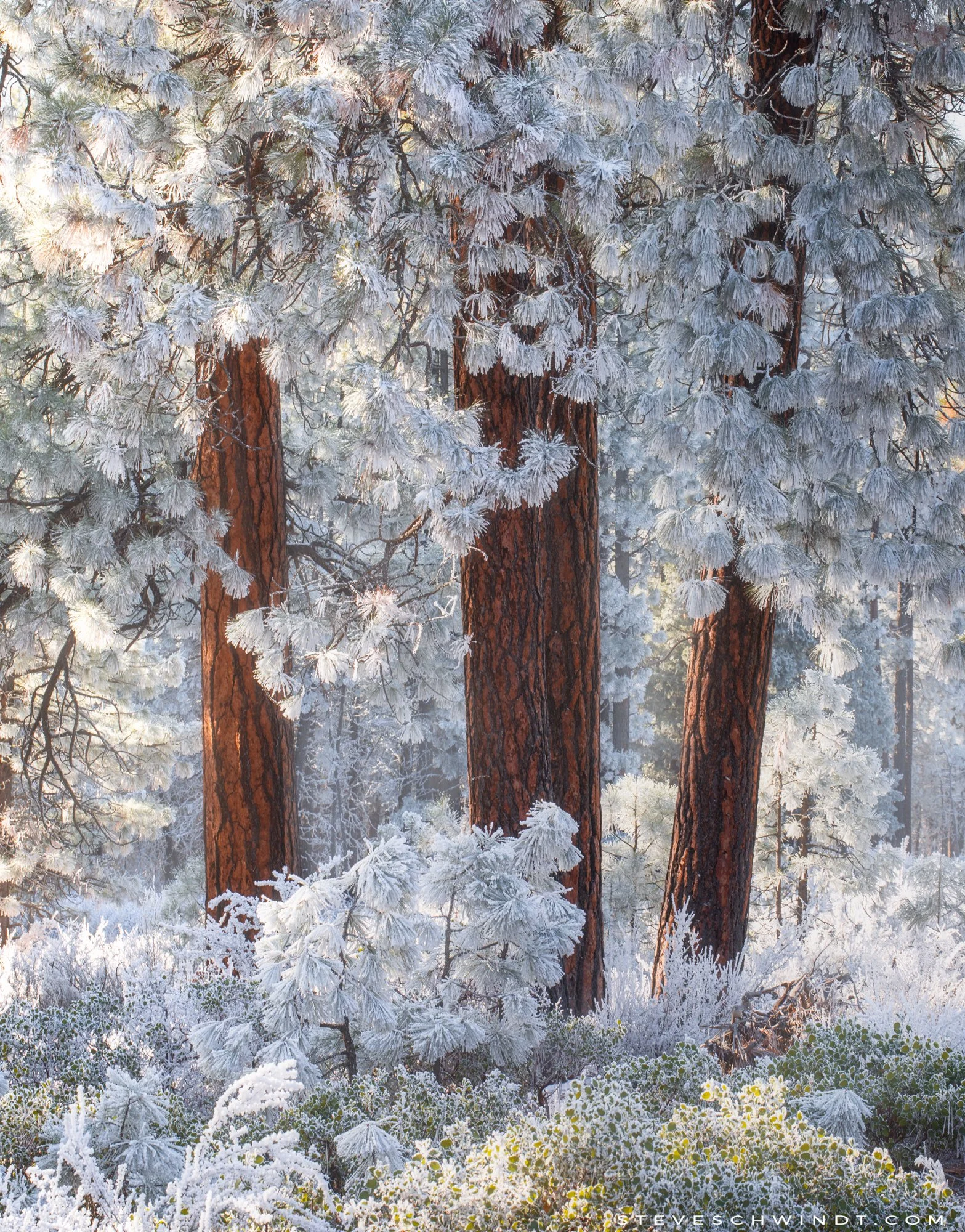 FrozenForest-2000.jpg