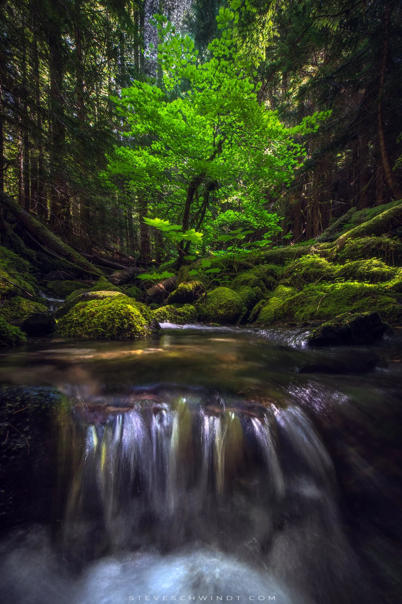 LadyCreekTree-2000.jpg