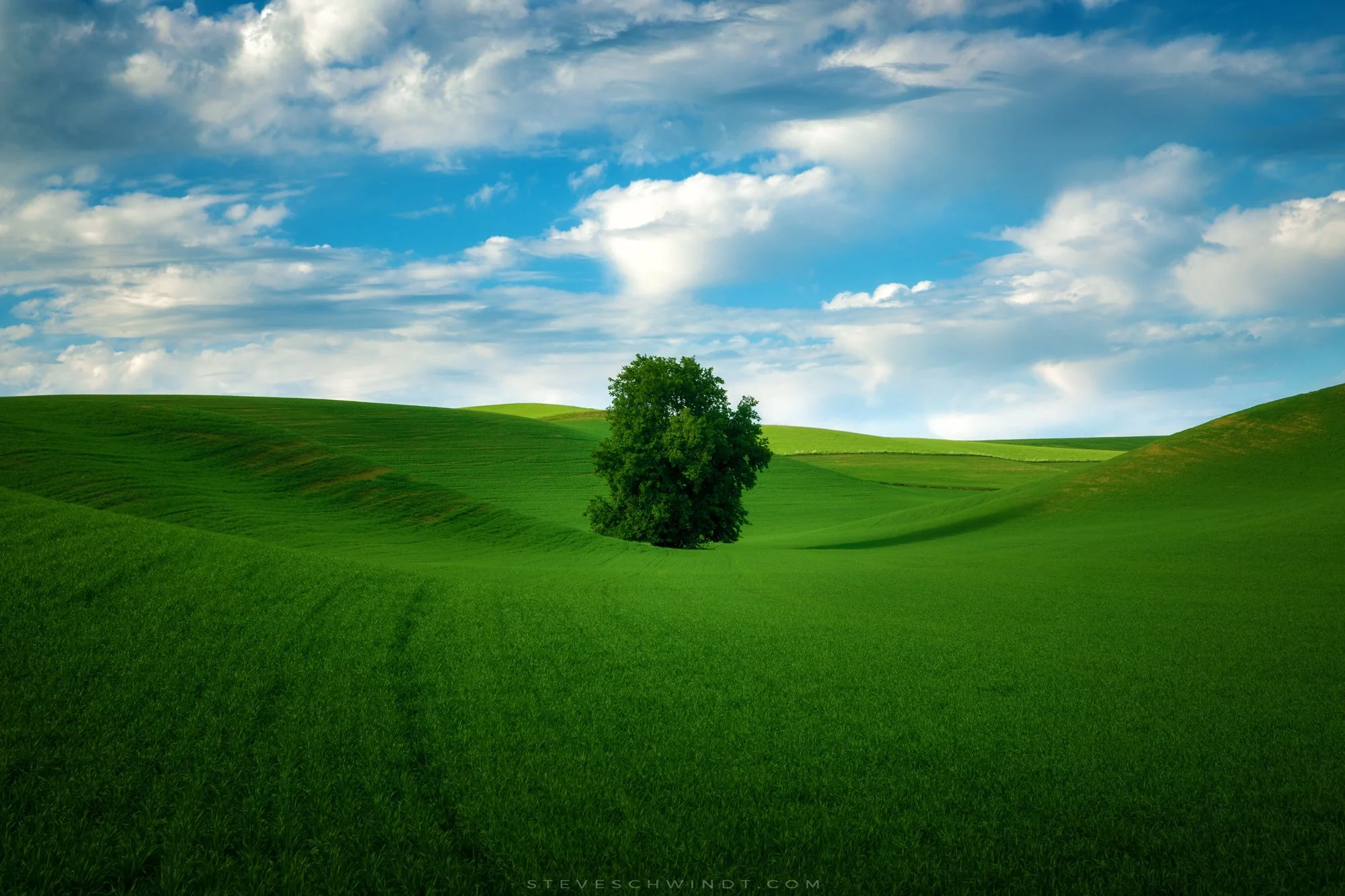 PalouseTree-2000.jpg