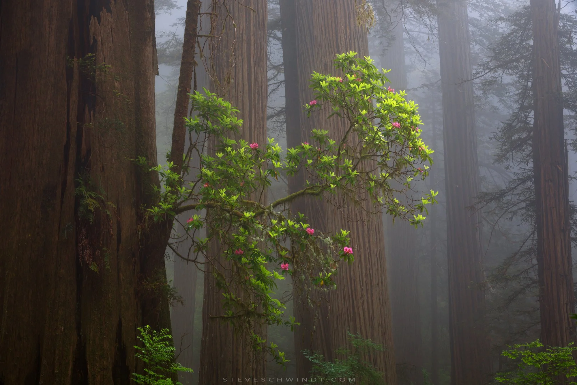 RedwoodRhododendronFog1-2000.jpg