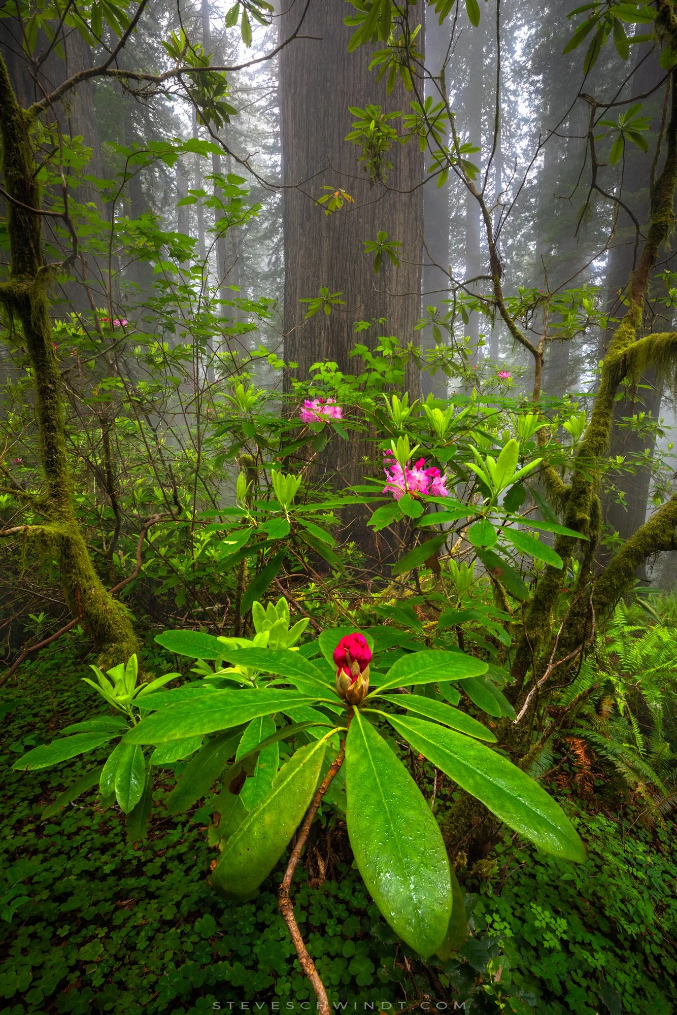 RedwoodsBulb-2000.jpg