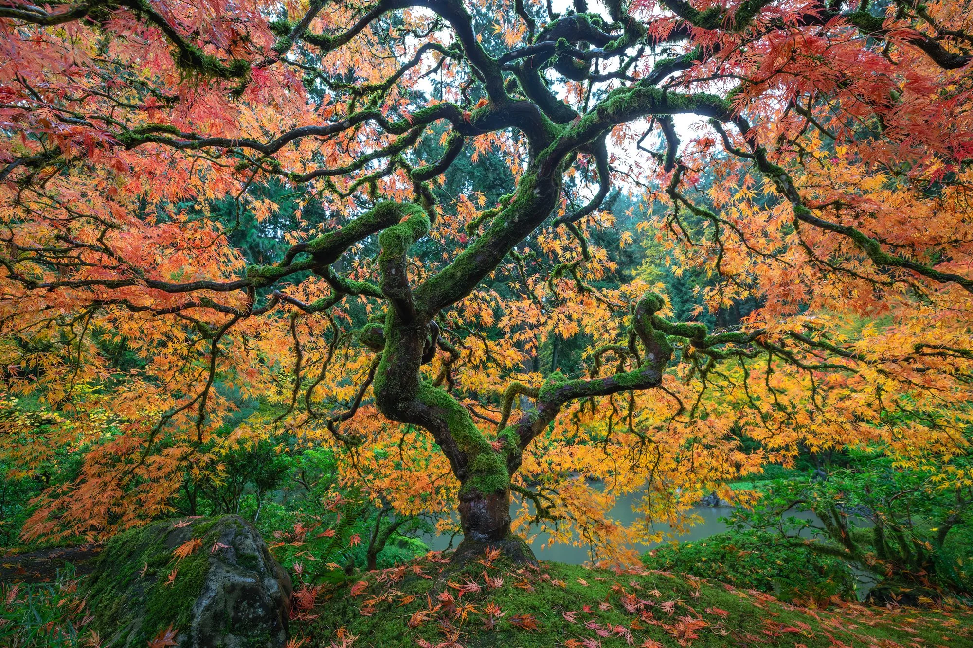 PortlandJapaneseGarden2024-Tree-full.jpg