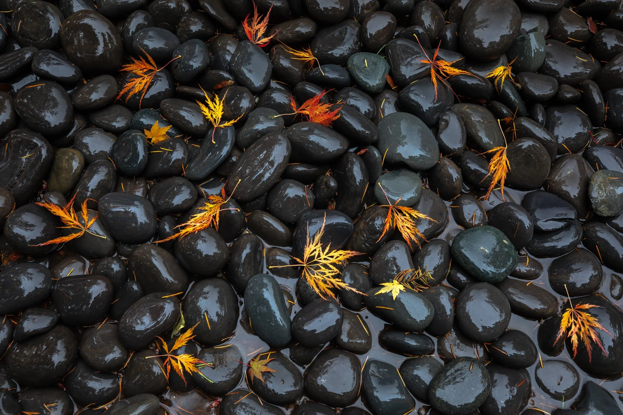 PortlandJapaneseGarden2024-BlackRocks-full.jpg