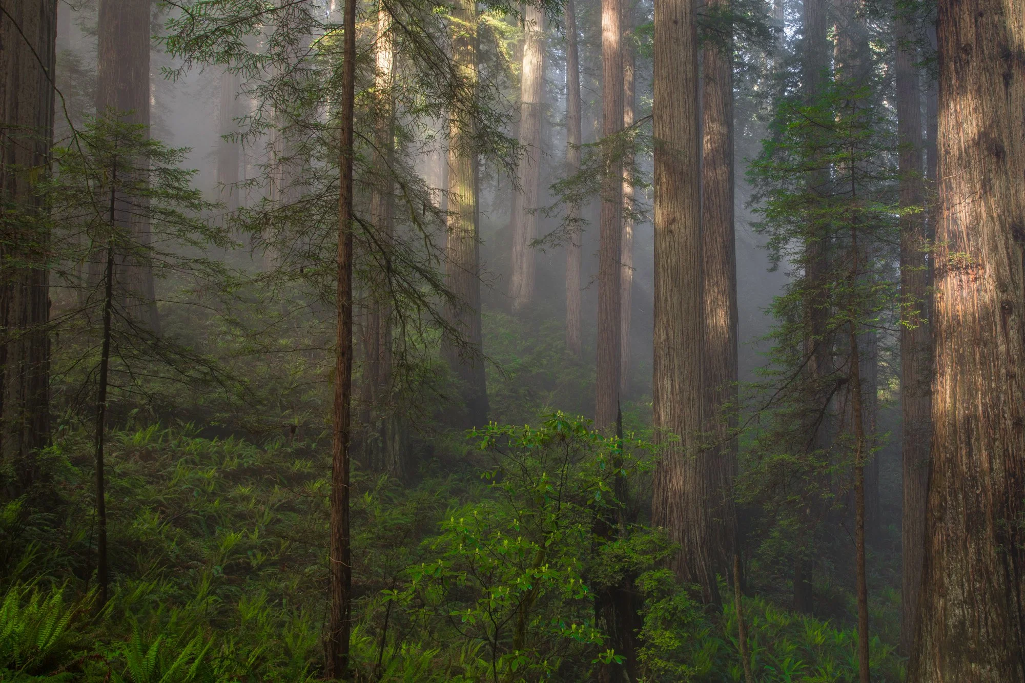 RedwoodsFoggyDappledLight-full.jpg