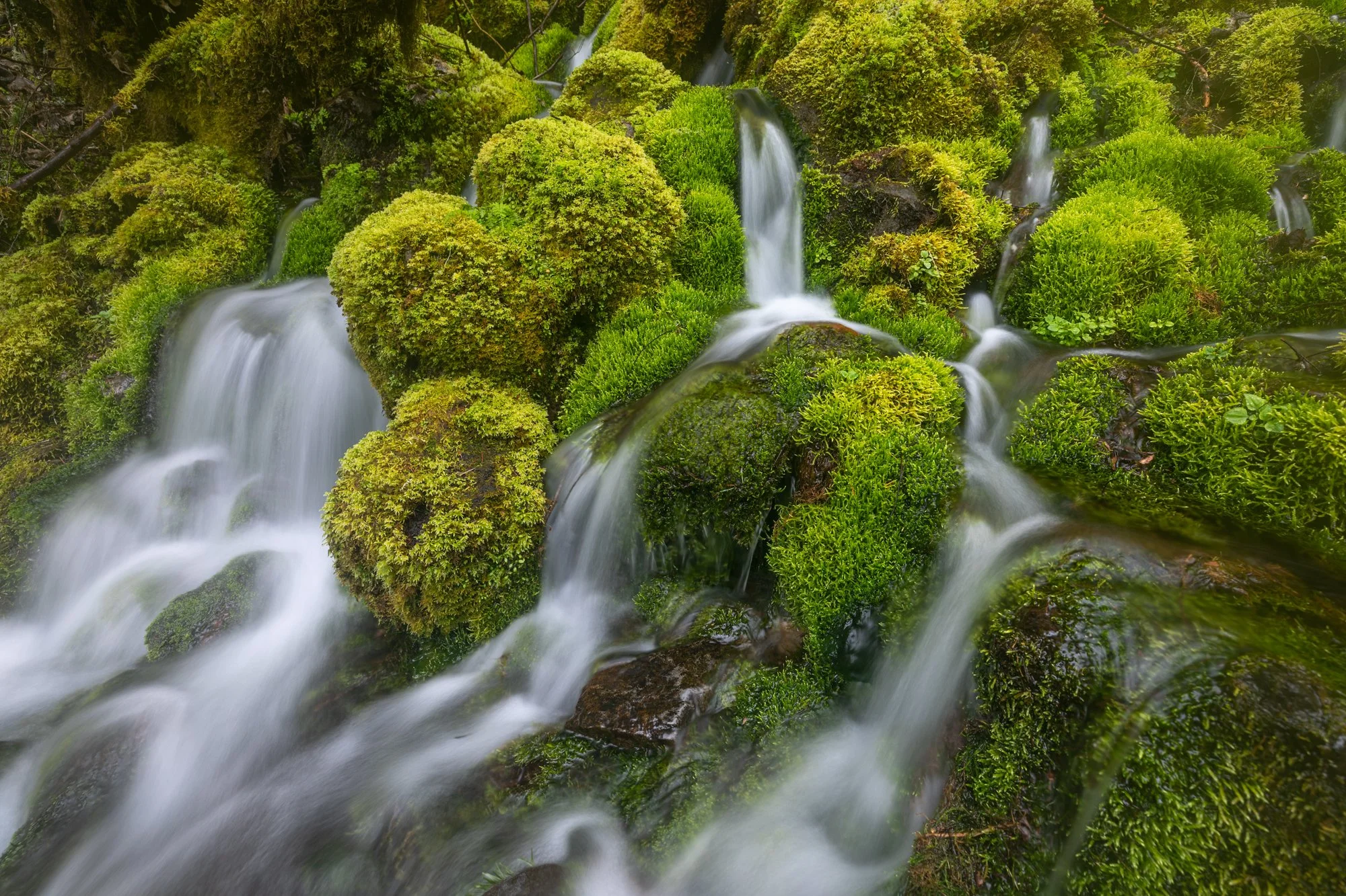 FallsCreekMoss-1-full.jpg