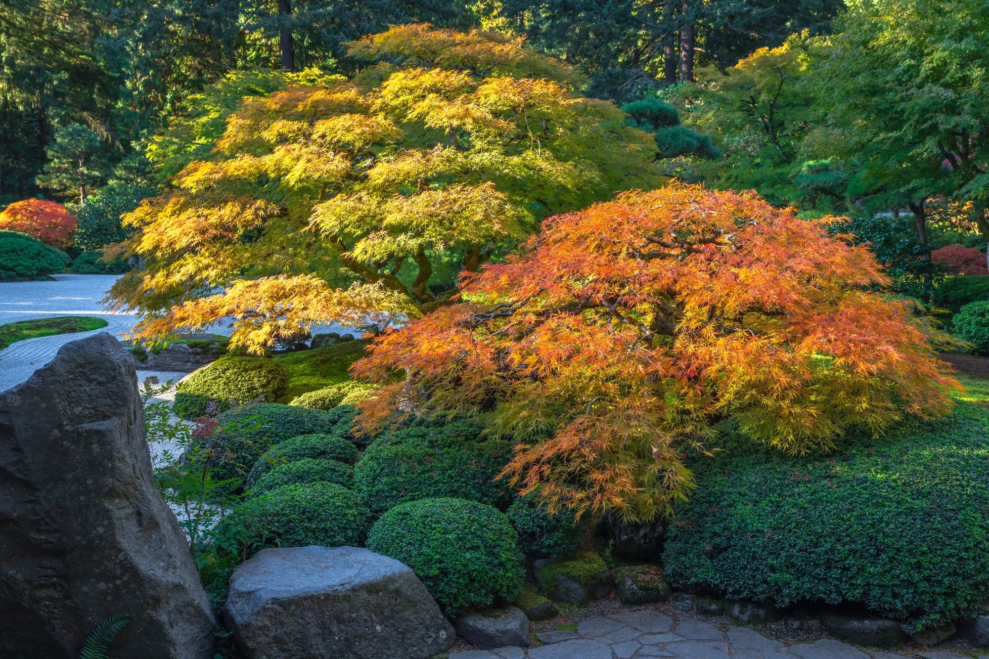 JapaneseGarden-FlatGardenMaples-full.jpg
