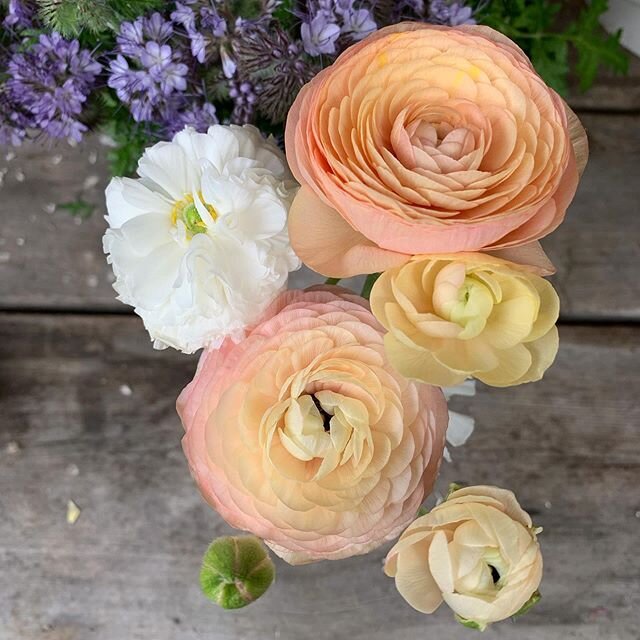 Savoring every fluffy petal filled bloom during their fleeting season #ranunculus ✨
.
.
.
#seasonalflowers #slowflowers #farmerflorist #pnwflowers #floretbulbs #smallscalefarming #dancingflowerfarm