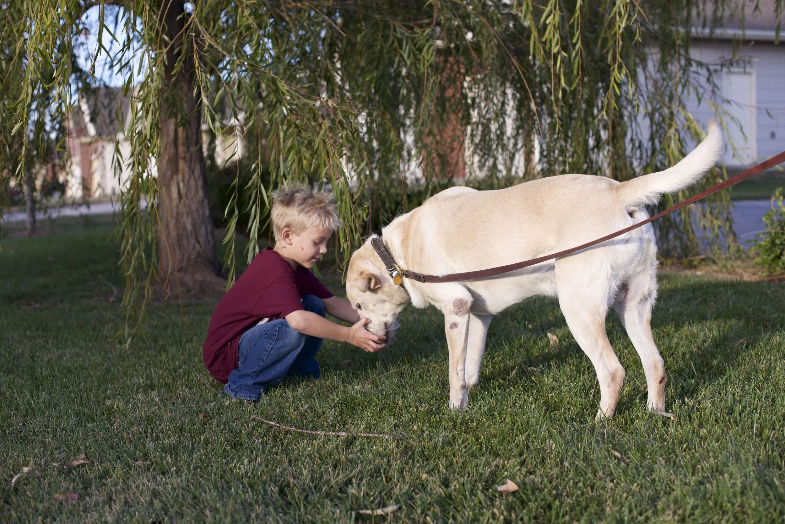 Wichita Dog Trainer Helps Prepare Family Dogs for New Babies