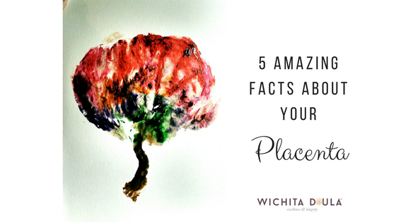 5 Amazing Facts About Your Placenta