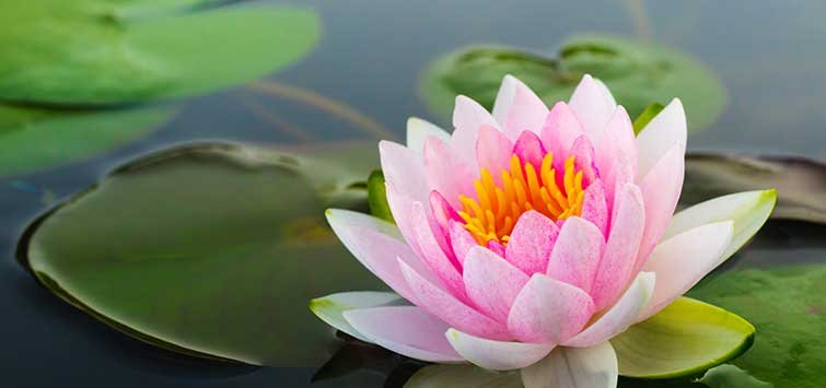 031_bring_your_pond_to_life.jpg