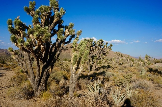 Mojave National Preserve