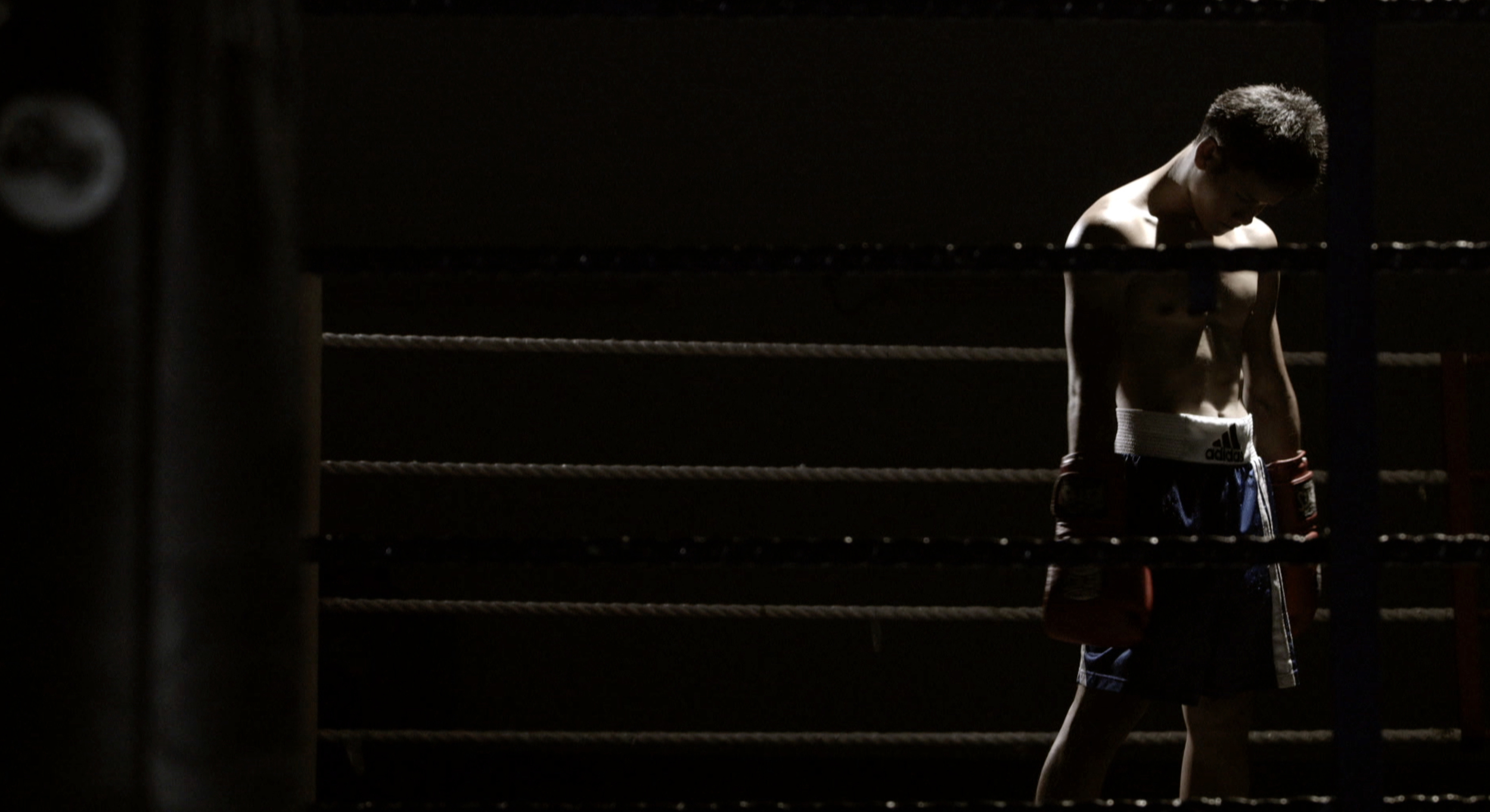 boxer.jpg