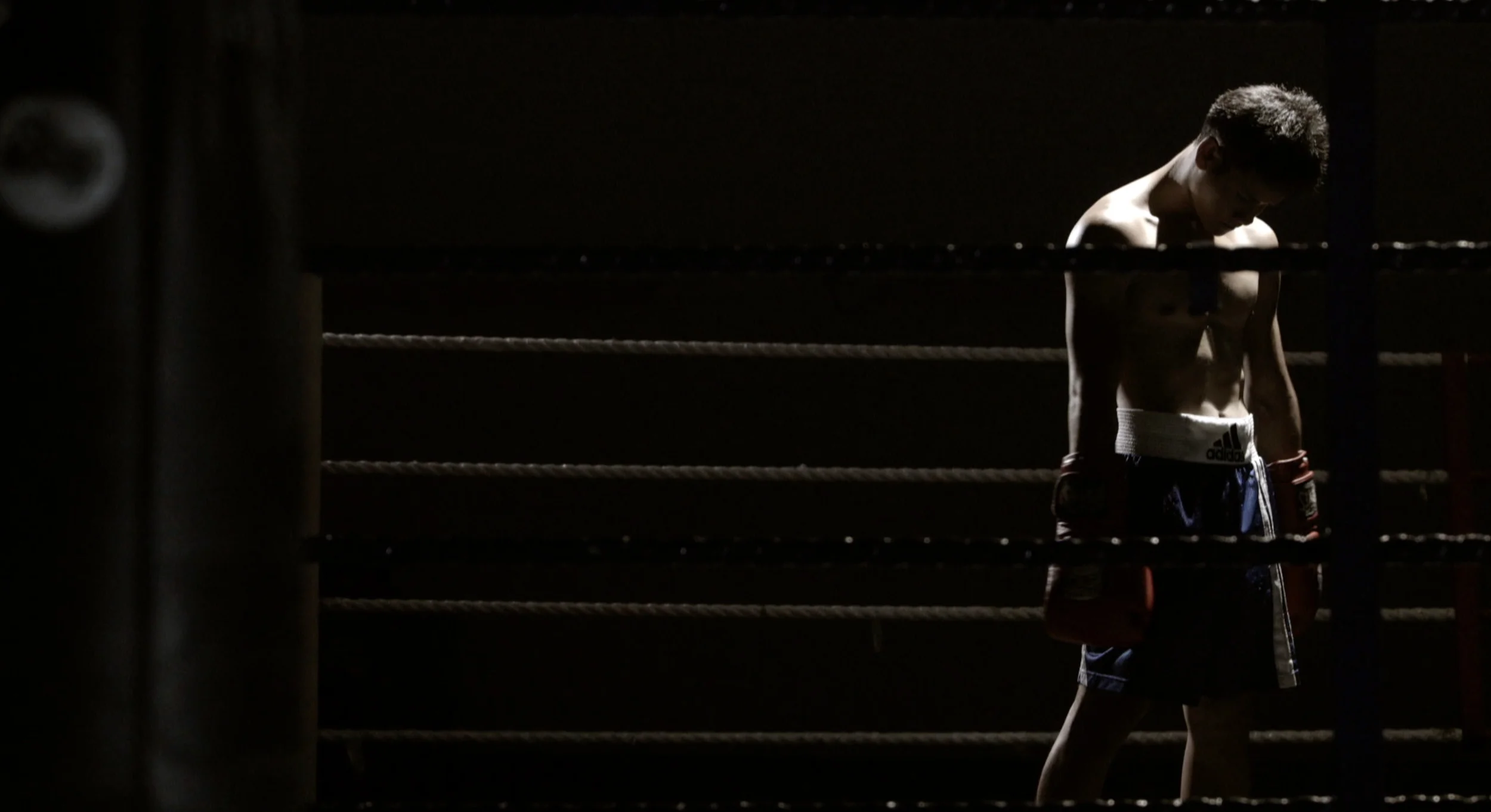 boxer.jpg