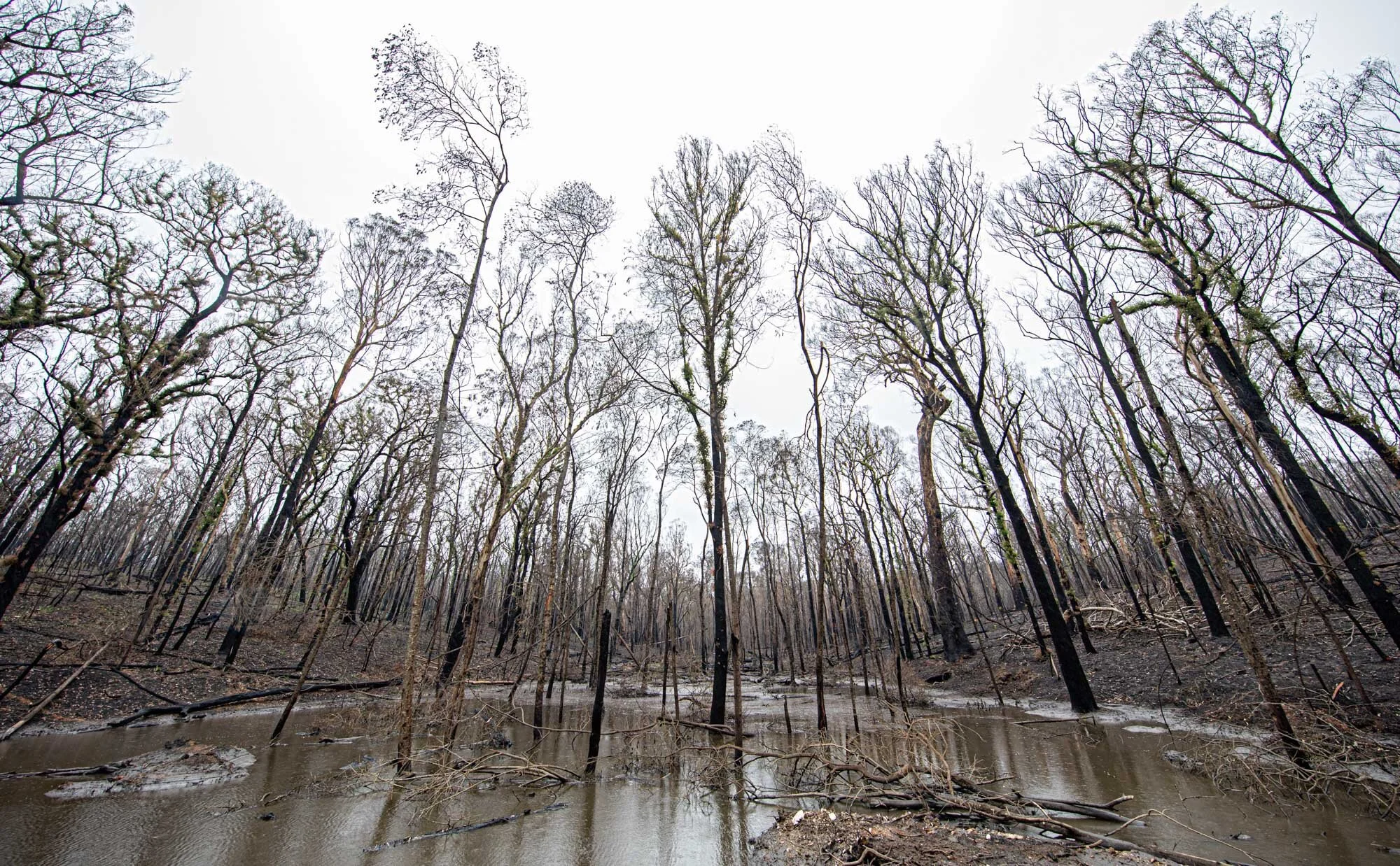 Mogo_State_Forest_27.jpg
