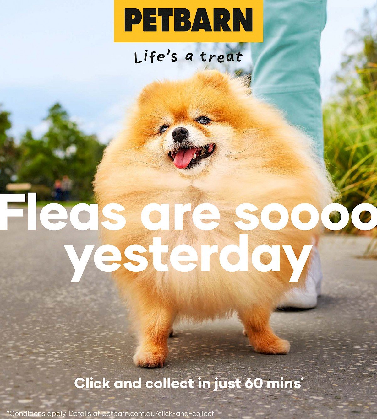 petbarn_petersharp.1200x0.jpeg