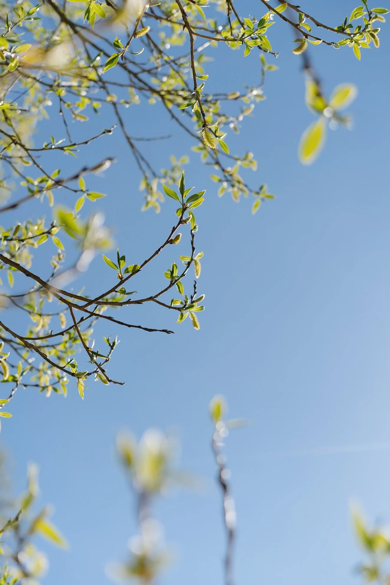 Frühjahrs-Aktion EDELLE Blusen und Kleider 20 % Rabatt