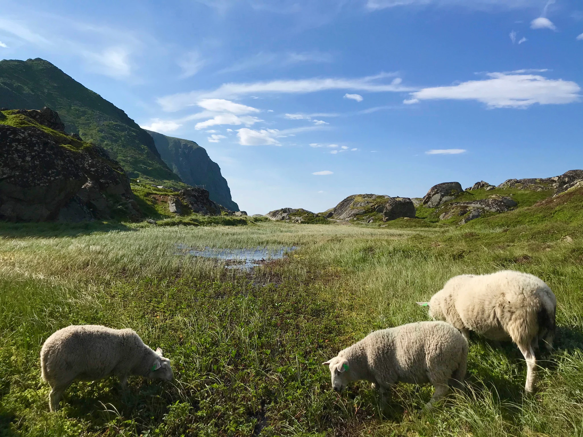 Lofoten Norwegen Reisetipps und konkrete Infos zu der Inselgruppe. Beate Finken Bloggerin bei BeFifty. Die schönsten Plätze in Norwegen / Lofoten.