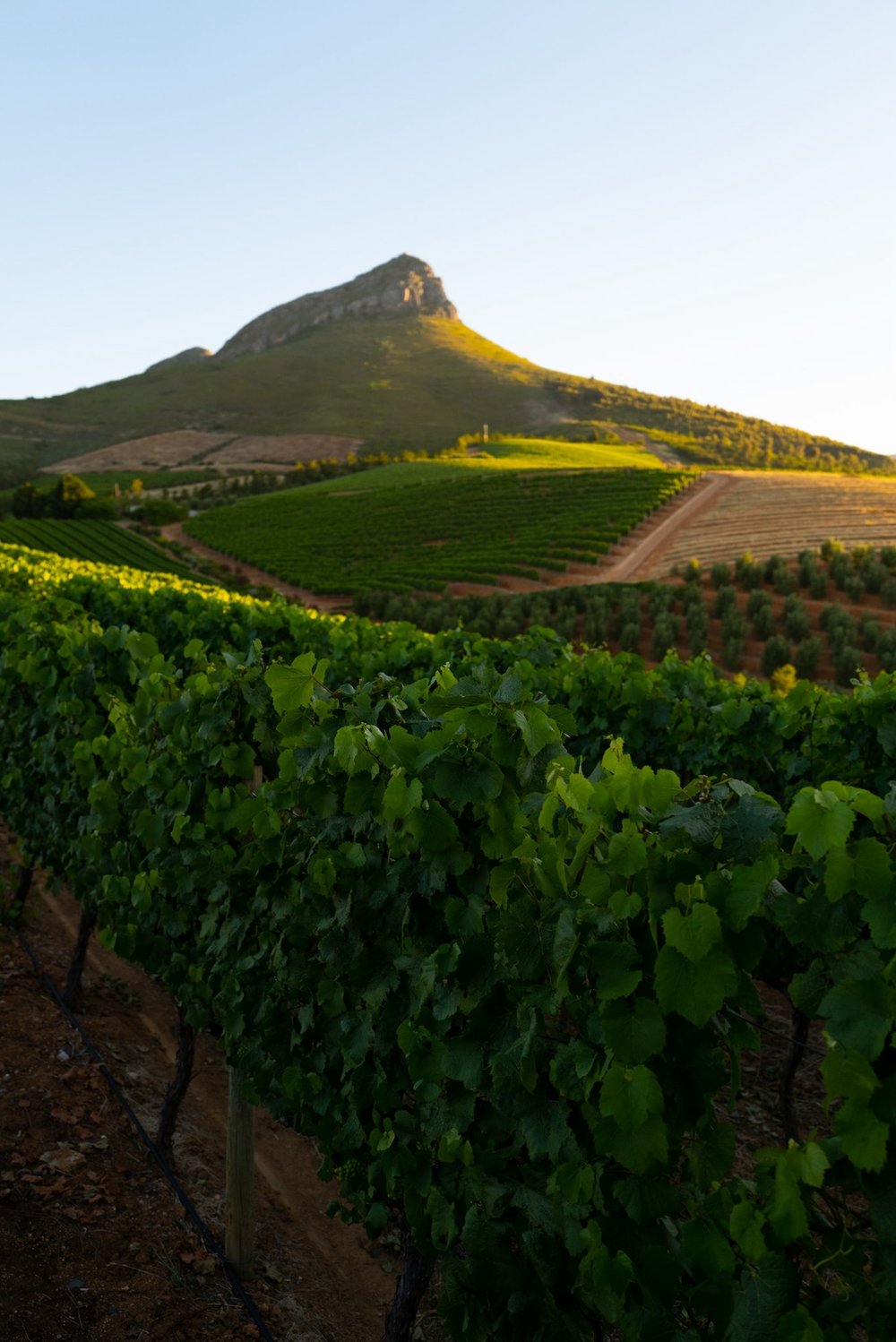 Cloud Estate Stellenbosch Hoteltipp Südafrika 