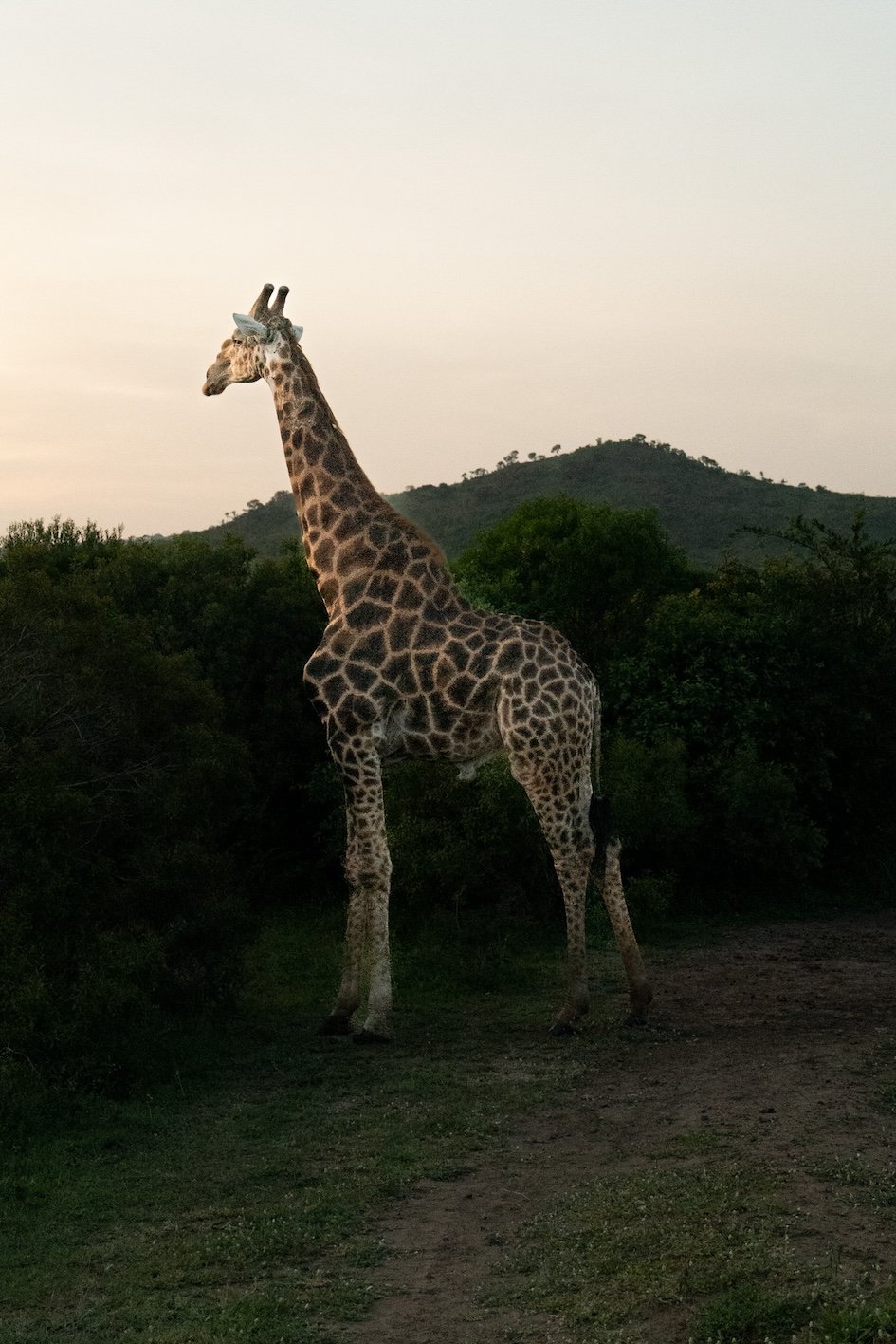 Rhino Ridge Lodge Hluhluwe-iMfolozi-Park 