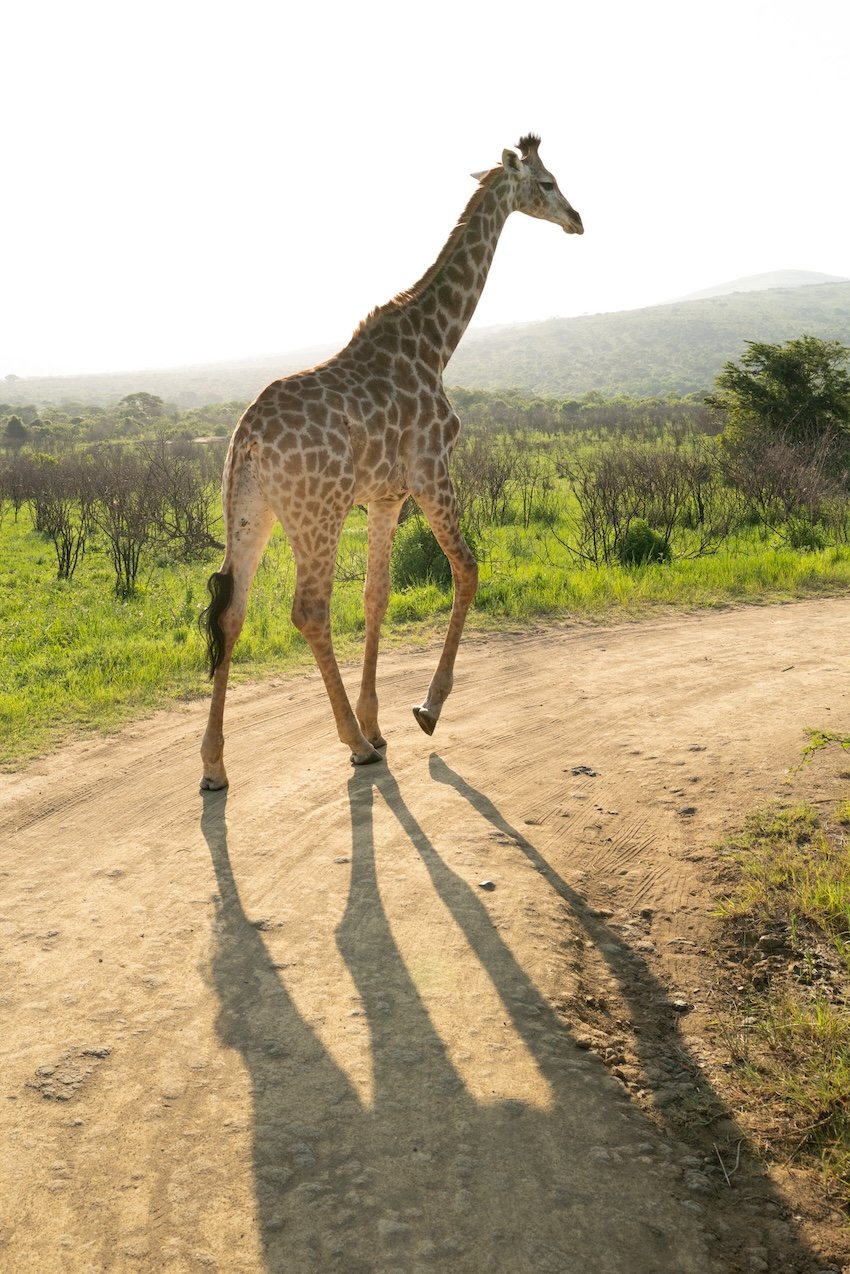 Rhino Ridge Lodge Hluhluwe-iMfolozi-Park 