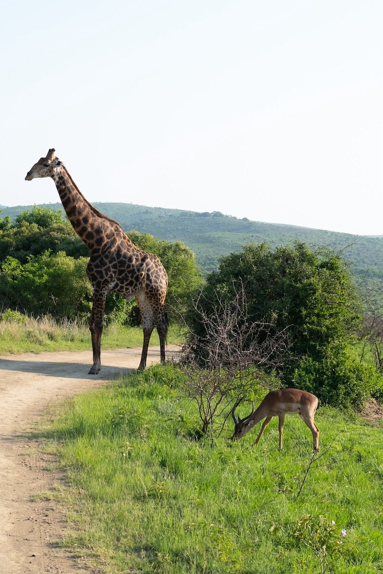 Rhino Ridge Lodge Hluhluwe-iMfolozi-Park 