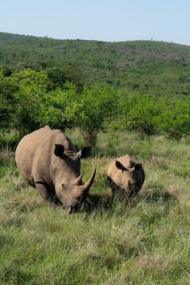 Rhino Ridge Lodge Hluhluwe-iMfolozi-Park 