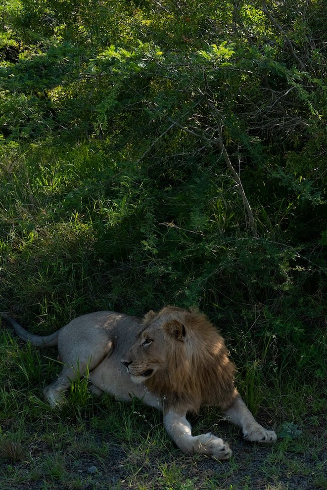 Rhino Ridge Lodge Hluhluwe-iMfolozi-Park 