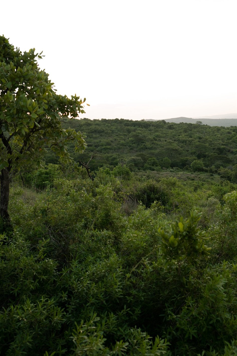 Rhino Ridge Lodge Hluhluwe-iMfolozi-Park 