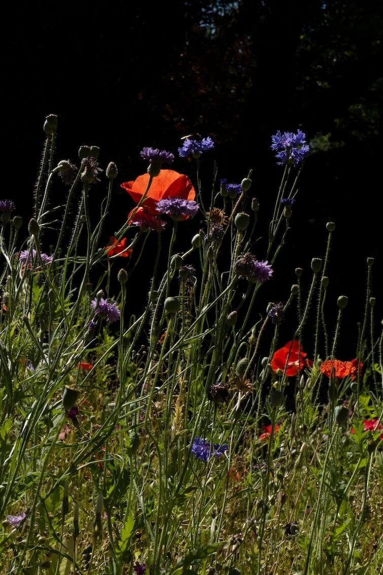 Der “Secret Garden“ im Regent’s Park London