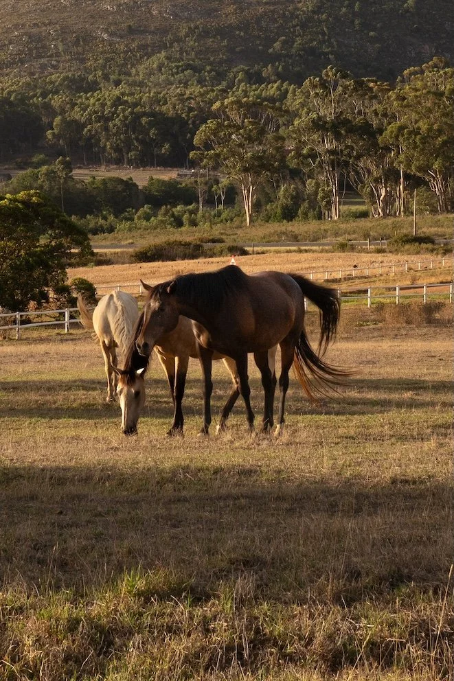 Manor House Hermanus: Gut essen in Hermanus 