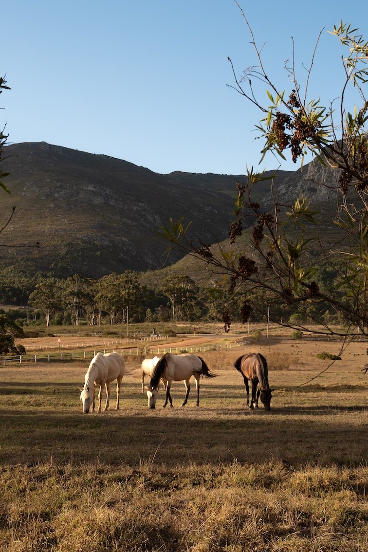 Manor House Hermanus: Gut essen in Hermanus 