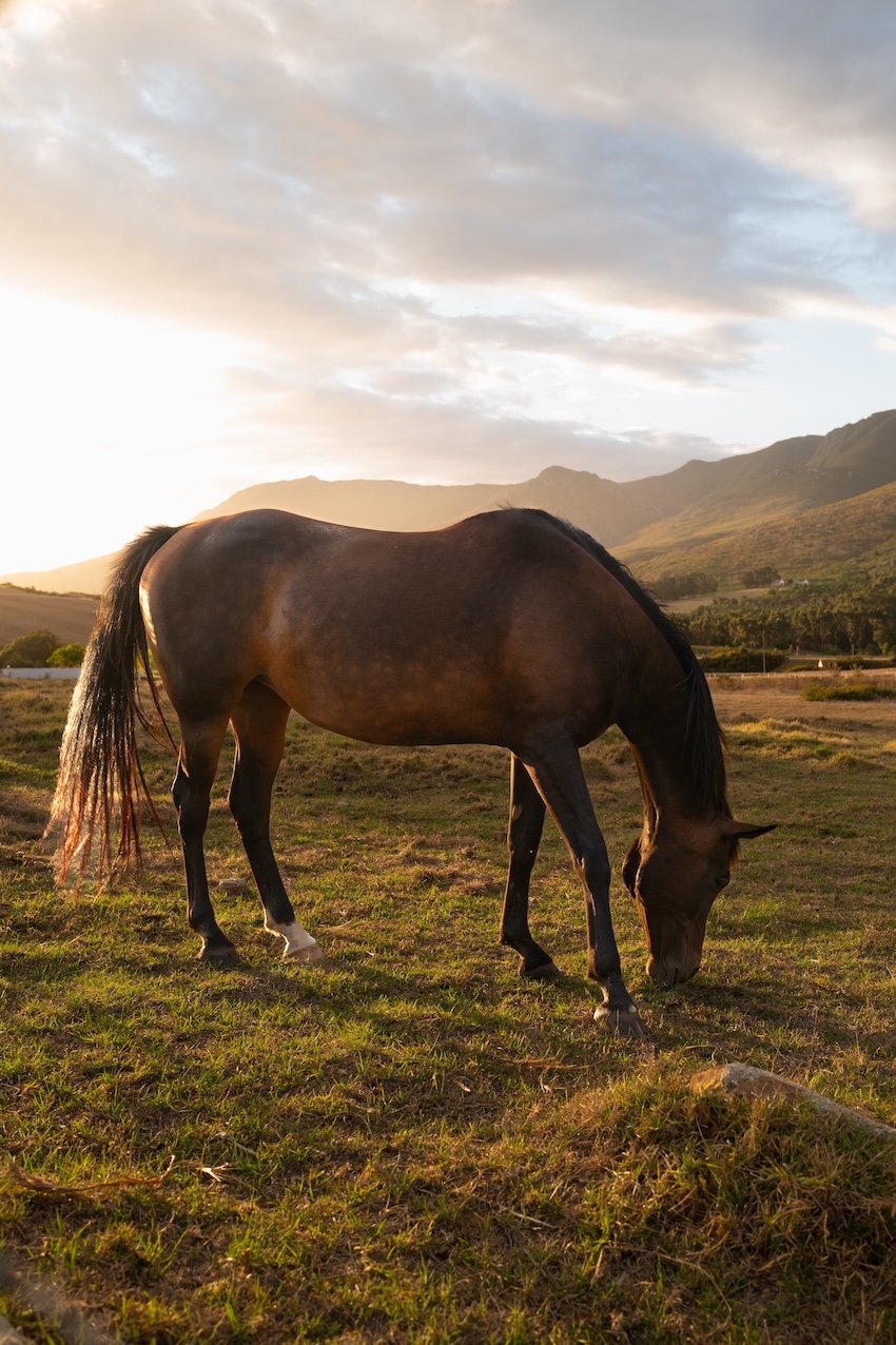 Manor House Hermanus: Gut essen in Hermanus 