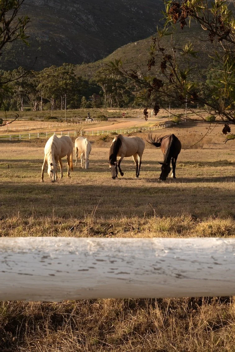Manor House Hermanus: Gut essen in Hermanus 