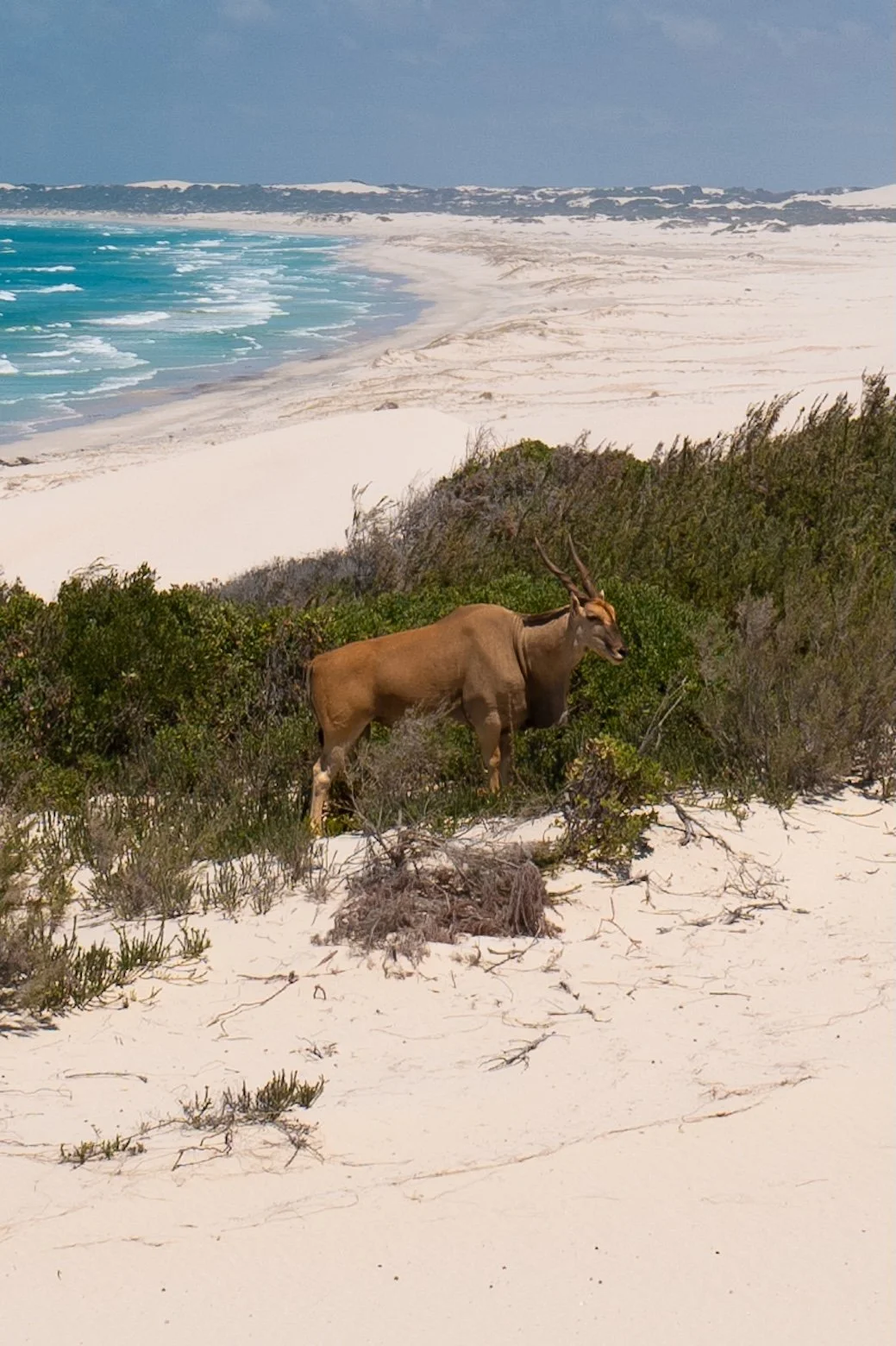Reisetipps Südafrika De Hoop Nature Reserve Südafrika