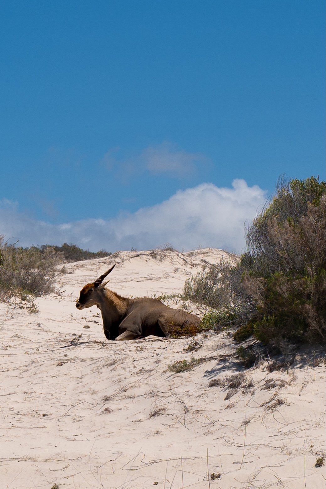 Reisetipps Südafrika De Hoop Nature Reserve Südafrika