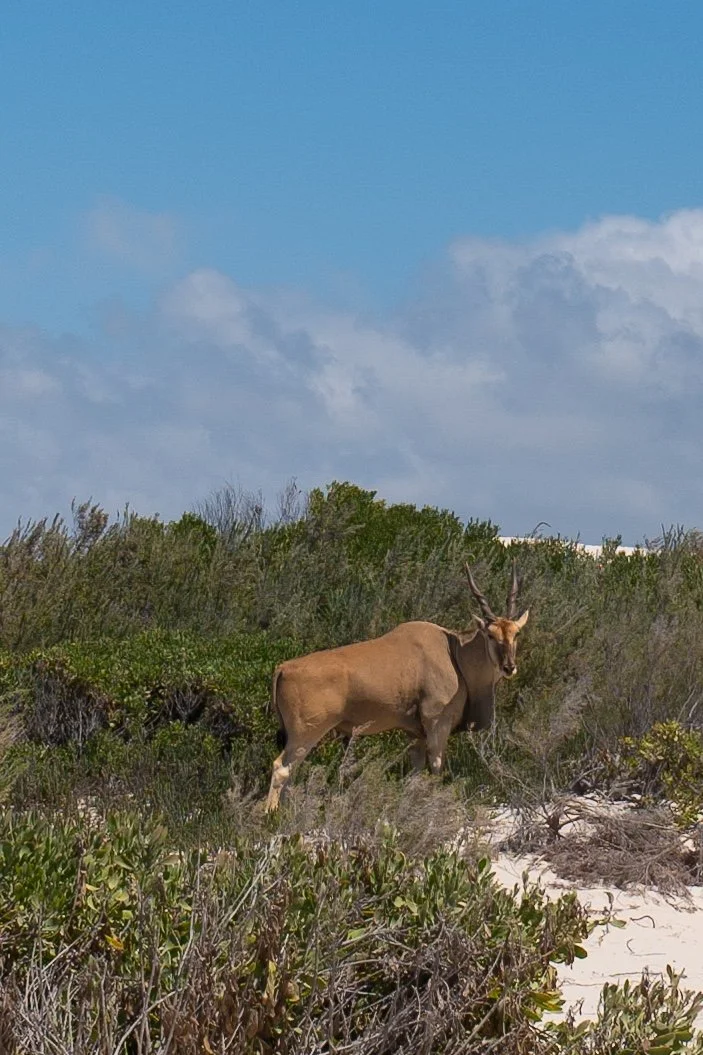 Reisetipps Südafrika De Hoop Nature Reserve Südafrika
