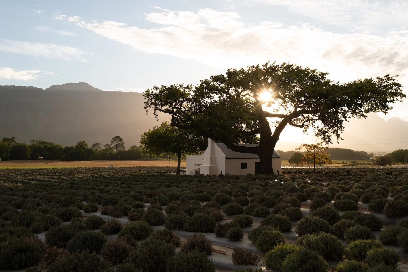 Franschhoek: Französischer Charme im Herzen der Winelands