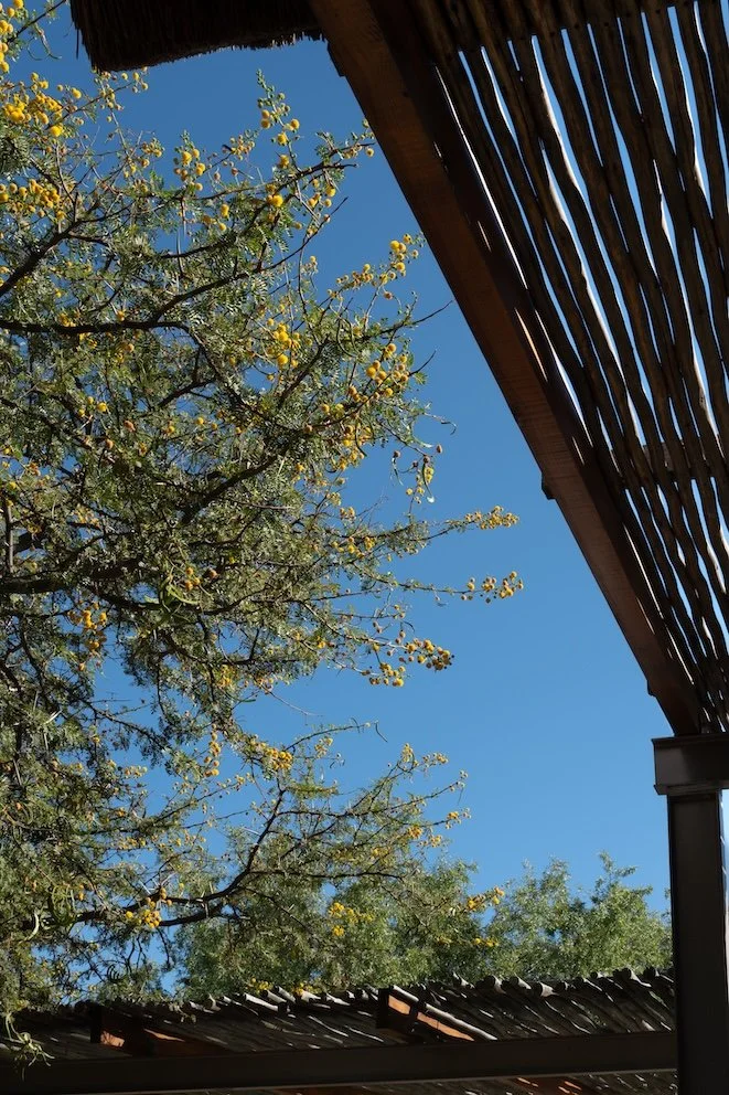 Safari in Südafrika - die schönsten Orte 