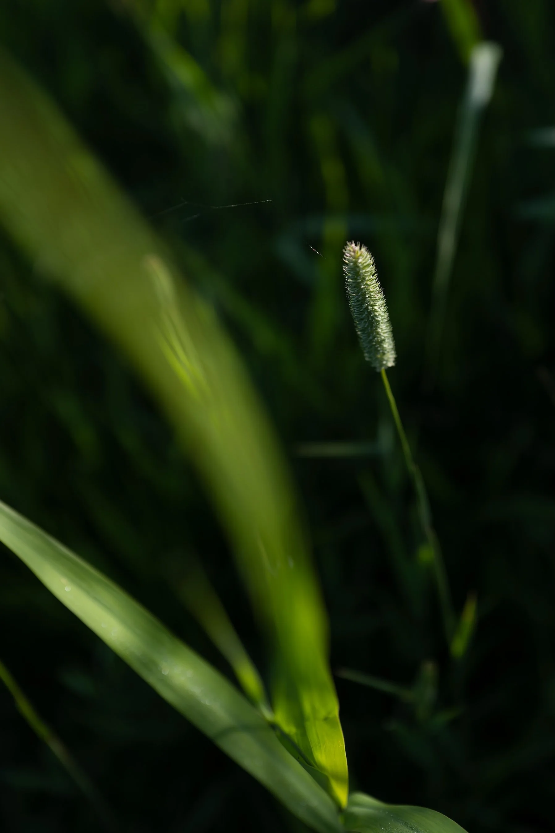 Morsum - pures Dorfleben zwischen Schafen, Gänsen und Wattenmeer