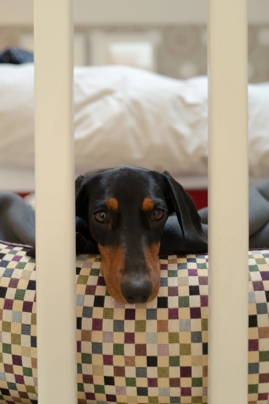 Definitiv Dog Friendly: Severin*s Resort Sylt