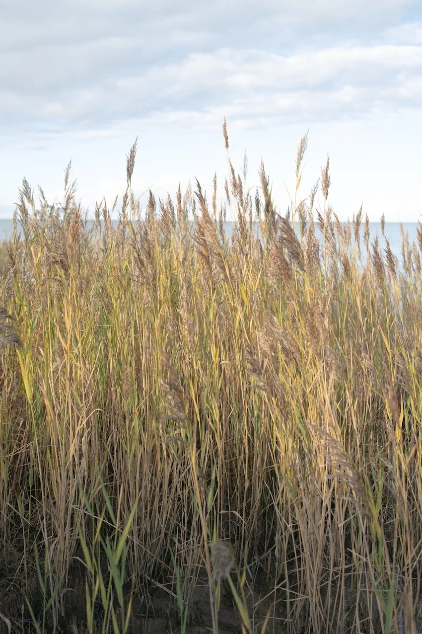 Reisetipps Sylt -Morgenstimmung in Keitum am Wattenmeer