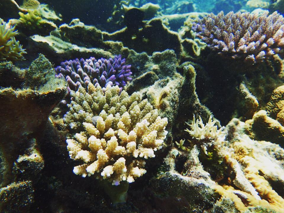 12508723_937083219678030_3046943291880593153_n.jpg