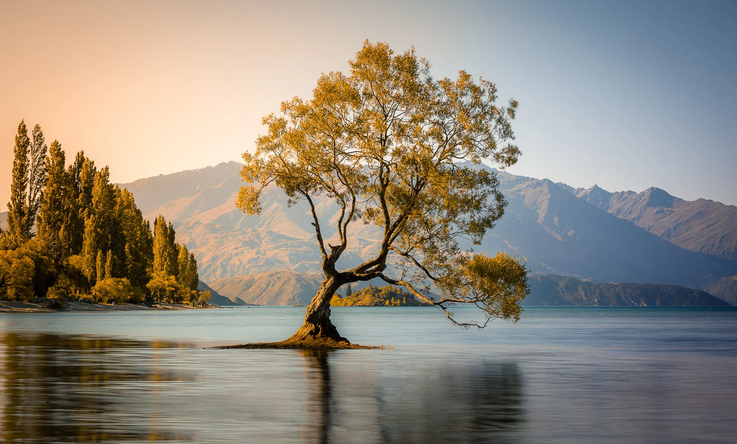 L'arbre de Wanaka - Nouvelle Zélande