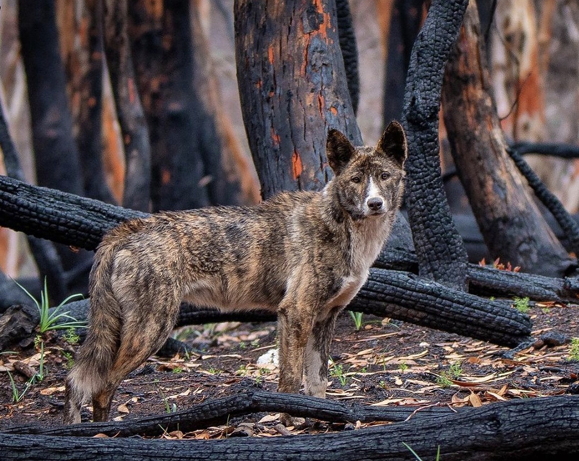 An Identity Crisis for the Australian Dingo