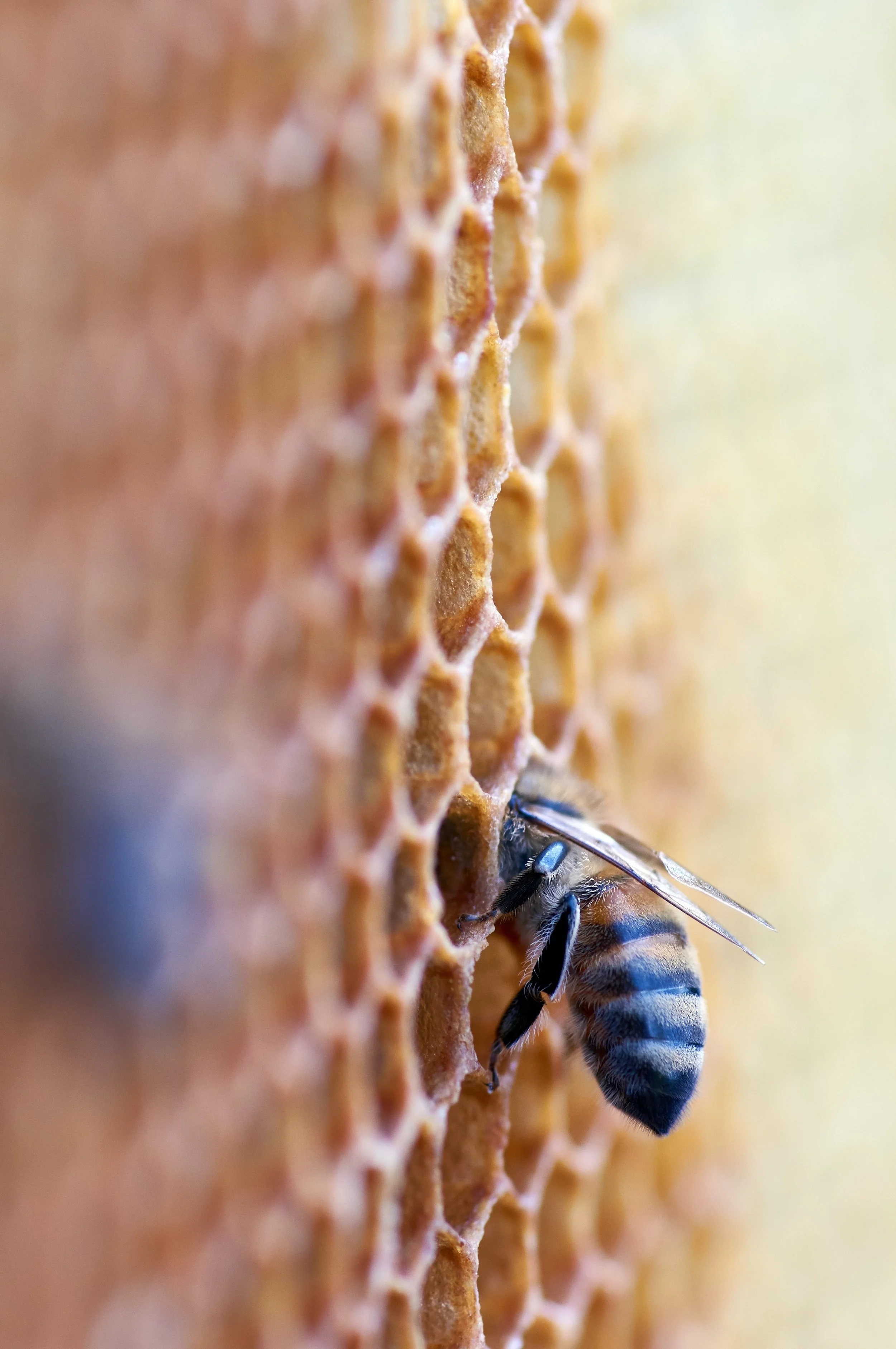 Bees, honey and harmony by Peter Knatt